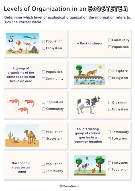 50 Levels Of Ecological organization Worksheet | Chessmuseum Template